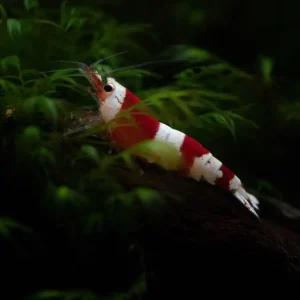 10 Red Bee & 10 Black Bee Garnelen -Pure Line- (Caridina logemanni) Zertifiziert